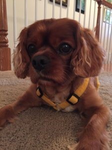 This ruby Cavalier King Charles Spaniel named Tabasco is an example of how breeds vary behaviorally, in sociability, calmness, trainability, and boldness