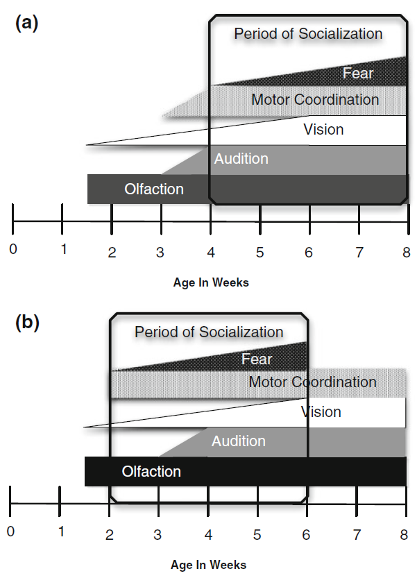 Dogs adapted to shiift their period of socialization to live with people.