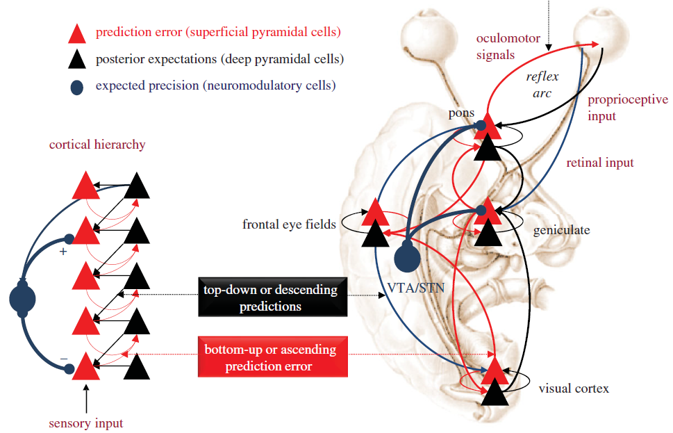 Brain networks have patternmatching layers that make predictions and sense prediction errors. The anatomy shown here for vision has a counterpart for touch.