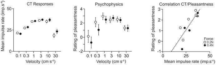 The most pleasant touch to CT afferents is relatively slow speed and is soft.