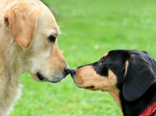 Boundaries are displayed by two dogs that touch noses as each dog looks into the other dog's eyes.