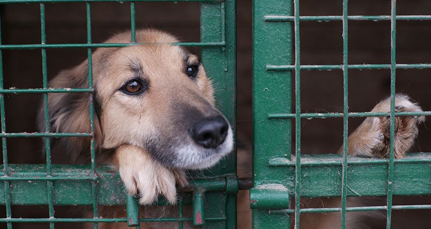 A dog pushes his face through an opening in his cage and gazes intently, displaying the readiness for bonding of shelter dogs to humans.
