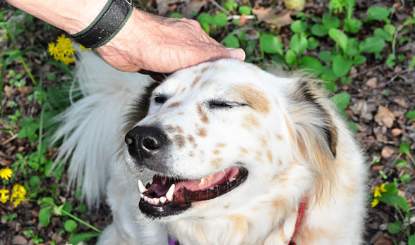 A pleasant touch to his head makes a dog squint and smile.